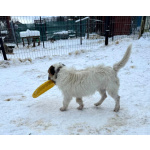 Маленький породистый пёсик