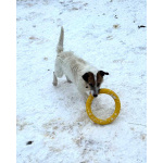 Маленький породистый пёсик