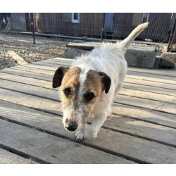 Маленький породистый пёсик