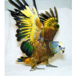 Королевский амазон (Amazona guildingii) - ручные птенцы из питомника