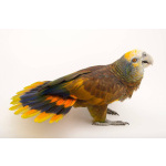 Королевский амазон (Amazona guildingii) - ручные птенцы из питомника