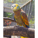 Королевский амазон (Amazona guildingii) - ручные птенцы из питомника