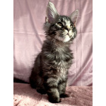 Котята мейн-кун.