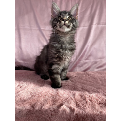 Котята мейн-кун.