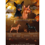 Щенок цвергпинчера