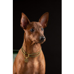 Щенок цвергпинчера