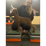 Щенок цвергпинчера