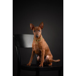 Щенок цвергпинчера