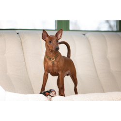 Щенок цвергпинчера