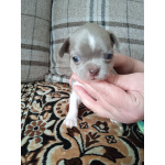 Щенки Чихуахуа