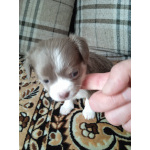 Щенки Чихуахуа