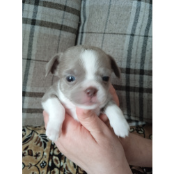 Щенки Чихуахуа