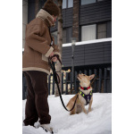 Небольшая собачка Лисян ищет дом и семью!