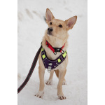 Небольшая собачка Лисян ищет дом и семью!