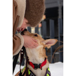 Небольшая собачка Лисян ищет дом и семью!