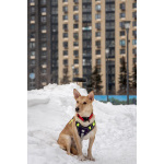 Небольшая собачка Лисян ищет дом и семью!