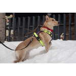 Небольшая собачка Лисян ищет дом и семью!