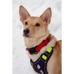 Небольшая собачка Лисян ищет дом и семью!