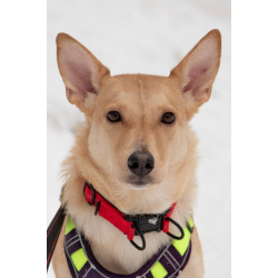 Небольшая собачка Лисян ищет дом и семью!