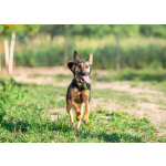 Активная красавица Ива ищет любящую семью!