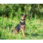 Активная красавица Ива ищет любящую семью!