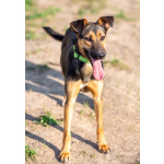 Активная красавица Ива ищет любящую семью!