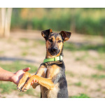 Активная красавица Ива ищет любящую семью!