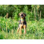 Активная красавица Ива ищет любящую семью!