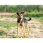 Активная красавица Ива ищет любящую семью!