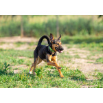 Активная красавица Ива ищет любящую семью!