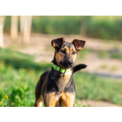 Активная красавица Ива ищет любящую семью!