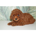 Щенок миниатюрного пуделя- РКФ