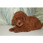 Щенок миниатюрного пуделя- РКФ