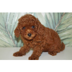 Щенок миниатюрного пуделя- РКФ