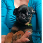 Миниатюрная девочка пти-брабансон