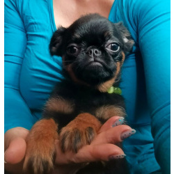 Миниатюрная девочка пти-брабансон