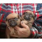 Малого брабансона мальчики