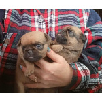 Малого брабансона мальчики