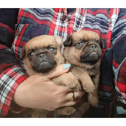 Малого брабансона мальчики