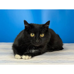 Кошечка Боня в белых носочках в дар