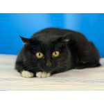 Кошечка Боня в белых носочках в дар