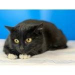 Кошечка Боня в белых носочках в дар