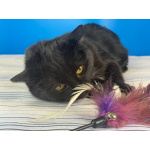 Кошечка Боня в белых носочках в дар