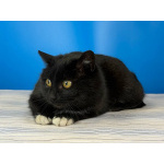 Кошечка Боня в белых носочках в дар