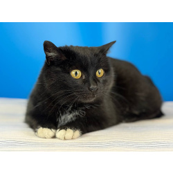 Кошечка Боня в белых носочках в дар