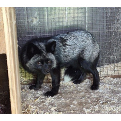 Чернобурая лисица