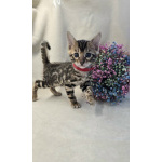 Ласковые бенгалы