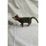 Ласковые бенгалы