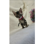 Ласковые бенгалы