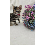 Ласковые бенгалы